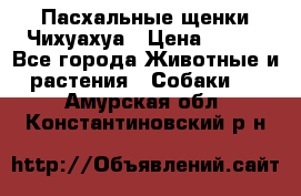 Пасхальные щенки Чихуахуа › Цена ­ 400 - Все города Животные и растения » Собаки   . Амурская обл.,Константиновский р-н